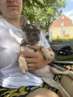 Chanel, a female French Bulldog for sale in Linden, NJ – 2 of 6