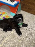 Shih Tzu male, a male Shih Tzu for sale in Linden, NJ – 2 of 6