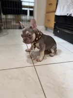 Chanel, a female French Bulldog for sale in Linden, NJ – 6 of 6