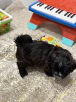 Shih Tzu male, a male Shih Tzu for sale in Linden, NJ – 3 of 6