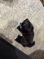 Shih Tzu male, a male Shih Tzu for sale in Linden, NJ – 6 of 6