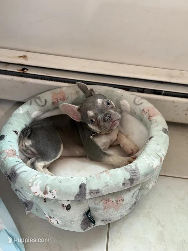 Chanel – French Bulldog puppy for sale in Linden, NJ