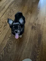 Leon Long coat , a male Chihuahua for sale in Linden, NJ – 2 of 4