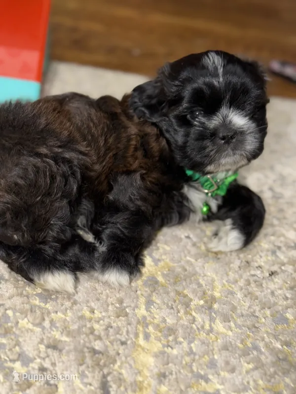 Shih Tzu male – Shih Tzu puppy for sale in Linden, NJ