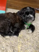 Shih Tzu male, a male Shih Tzu for sale in Linden, NJ – 1 of 6