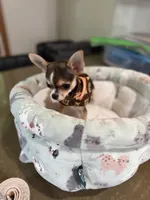 CKC HUSKY MARKINGS, a male Chihuahua for sale in Linden, NJ – 3 of 3