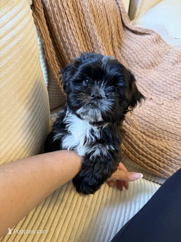 Shih Tzu male – Shih Tzu puppy for sale in Linden, NJ