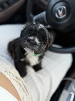 Shih Tzu male, a male Shih Tzu for sale in Linden, NJ – 5 of 6