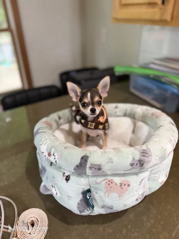 CKC HUSKY MARKINGS – Chihuahua puppy for sale in Linden, NJ