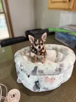 CKC HUSKY MARKINGS, a male Chihuahua for sale in Linden, NJ – 1 of 3