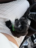 Shih Tzu male, a male Shih Tzu for sale in Linden, NJ – 4 of 6