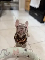 Chanel, a female French Bulldog for sale in Linden, NJ – 5 of 6