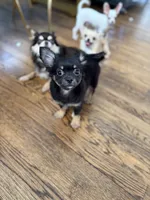 Leon Long coat , a male Chihuahua for sale in Linden, NJ – 3 of 4