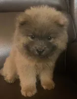 Chow Chow , a female Chow Chow for sale in Florence, SC – 2 of 4