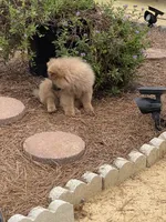 Chow Chow , a female Chow Chow for sale in Florence, SC – 3 of 3