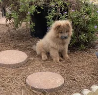 Chow Chow , a female Chow Chow for sale in Florence, SC – 2 of 3