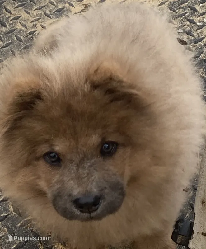 Chow Chow  – Chow Chow puppy for sale in Florence, SC