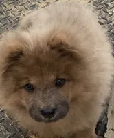 Chow Chow , a female Chow Chow for sale in Florence, SC – 1 of 3