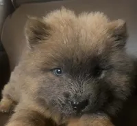 Chow Chow , a female Chow Chow for sale in Florence, SC – 1 of 4