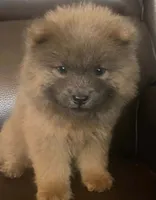 Chow Chow , a female Chow Chow for sale in Florence, SC – 4 of 4