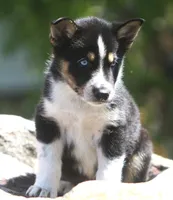 Nyla, a female German Shepherd Dog and Siberian Husky for sale in Lansing, MI – 6 of 8