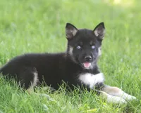 Skye, a female German Shepherd Dog and Siberian Husky for sale in Lansing, MI – 7 of 10