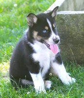 Nyla, a female German Shepherd Dog and Siberian Husky for sale in Lansing, MI – 4 of 8