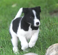 Kane, a male Australian Shepherd and Labrador Retriever for sale in Howell, MI – 4 of 10