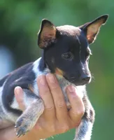 Misty, a female Australian Cattle Dog and Pembroke Welsh Corgi for sale in Howell, MI – 2 of 6
