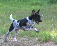 Misty, a female Australian Cattle Dog and Pembroke Welsh Corgi for sale in Howell, MI – 6 of 6