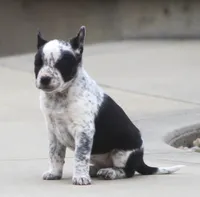 Piper, a female Australian Cattle Dog and Boxer for sale in Lansing, MI – Photo 8 of 8