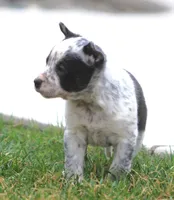 Piper, a female Australian Cattle Dog and Boxer for sale in Lansing, MI – Photo 3 of 8