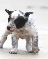 Piper, a female Australian Cattle Dog and Boxer for sale in Lansing, MI – Photo 2 of 8
