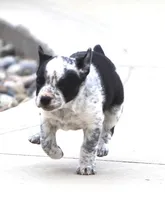 Piper, a female Australian Cattle Dog and Boxer for sale in Lansing, MI – Photo 6 of 8