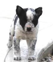 Piper, a female Australian Cattle Dog and Boxer for sale in Lansing, MI – Photo 7 of 8