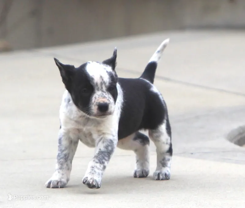 Piper – Australian Cattle Dog, Boxer puppy for sale in Lansing, MI