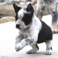 Piper, a female Australian Cattle Dog and Boxer for sale in Lansing, MI – Photo 5 of 8