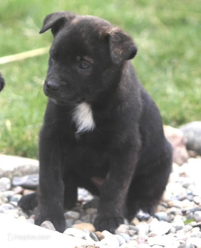 Coco – Australian Shepherd, Labrador Retriever puppy for sale in Lansing, MI