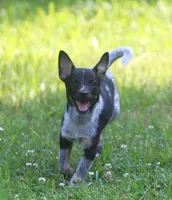 Misty, a female Australian Cattle Dog and Pembroke Welsh Corgi for sale in Howell, MI – 3 of 6