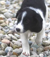 Kane, a male Australian Shepherd and Labrador Retriever for sale in Howell, MI – 8 of 10