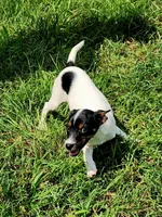 Jillie, a female Jack Russell Terrier for sale in Howell, MI – 2 of 3