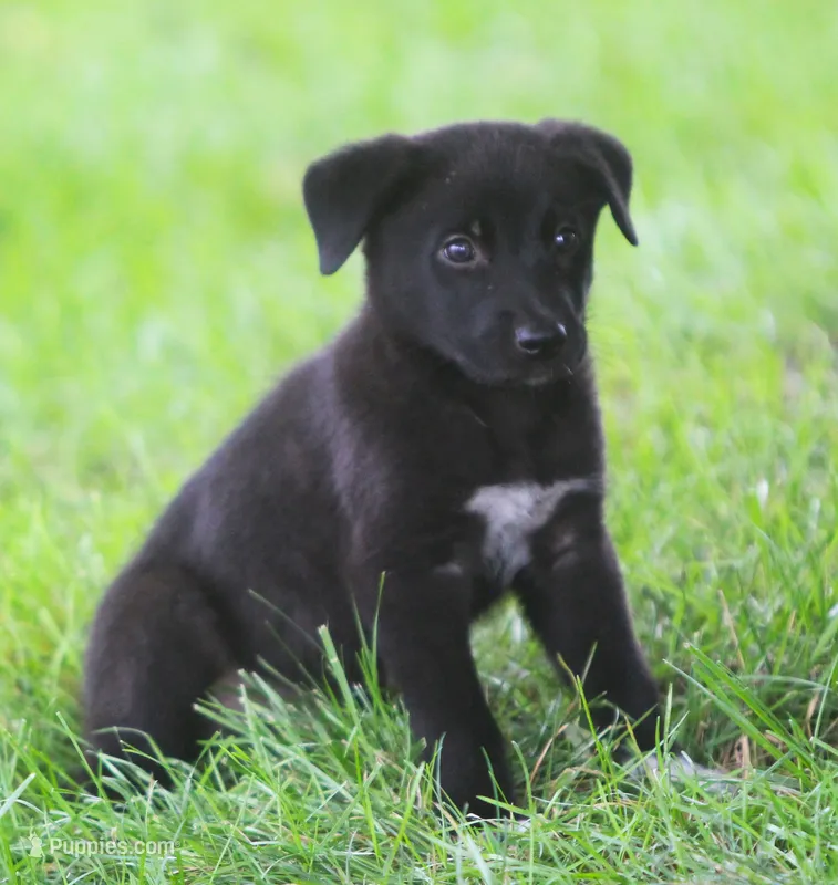 Dru – Australian Shepherd, Labrador Retriever puppy for sale in Howell, MI
