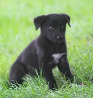 Dru, a male Australian Shepherd and Labrador Retriever for sale in Howell, MI – 1 of 1