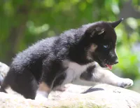 Skye, a female German Shepherd Dog and Siberian Husky for sale in Lansing, MI – 9 of 10