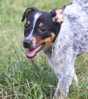 Bo, a male Australian Cattle Dog and Pembroke Welsh Corgi for sale in Howell, MI – 5 of 5