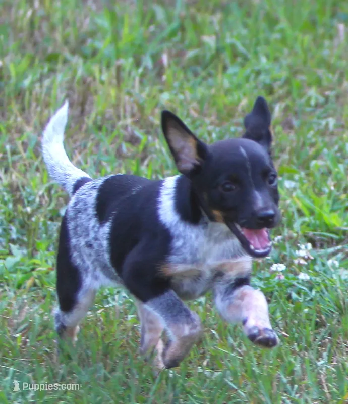 Misty – Australian Cattle Dog, Pembroke Welsh Corgi puppy for sale in Howell, MI