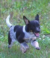 Misty, a female Australian Cattle Dog and Pembroke Welsh Corgi for sale in Howell, MI – 1 of 6