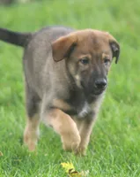 Harley, a male Collie and German Shepherd Dog for sale in Howell, MI – 3 of 5