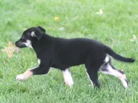 Loki, a male Collie and German Shepherd Dog for sale in Howell, MI – 2 of 4