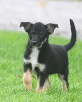 Cassie, a female Australian Shepherd and Labrador Retriever for sale in Howell, MI – 4 of 4